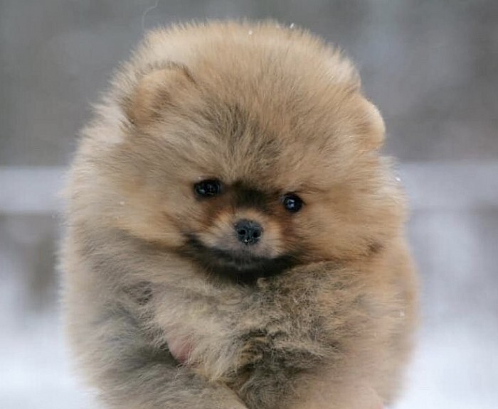 Pomeranian puppies for store sale near me