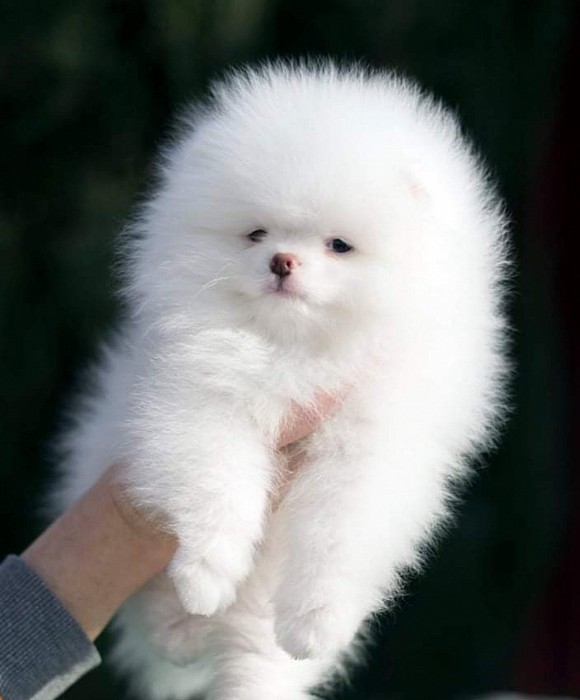 Ice white pomeranian discount puppies for sale