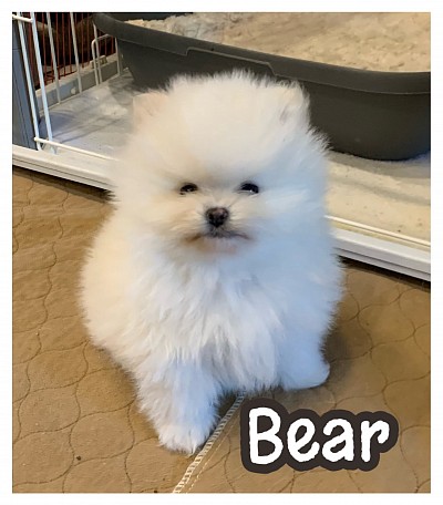 White Pomeranian puppy for sale texas