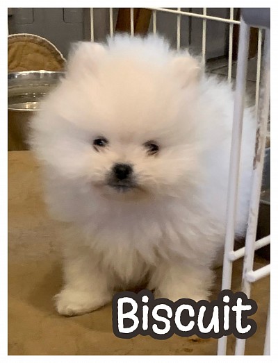 Pomeranian puppy puppies for sale near me